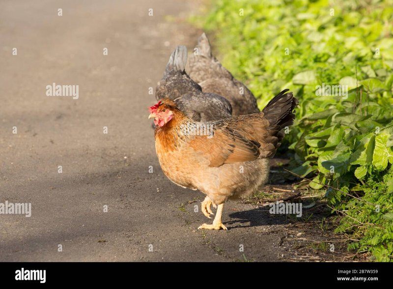 Een Glimpse inzicht in het Bekende Spel op Chicken Road Nederland - overview