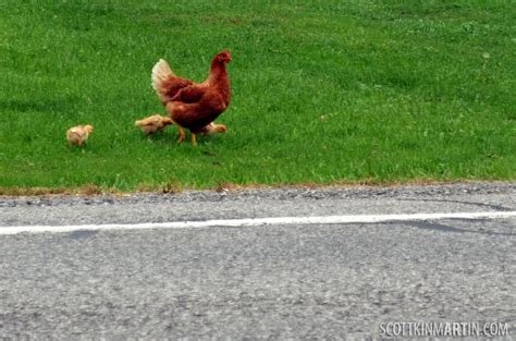 Het Populaire Spel Chicken Road in Nederland: Online Gokken op Je Mobiel
