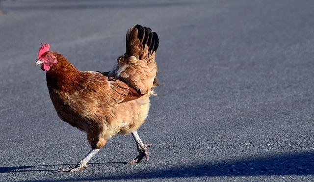 Netherlands - chicken road demo