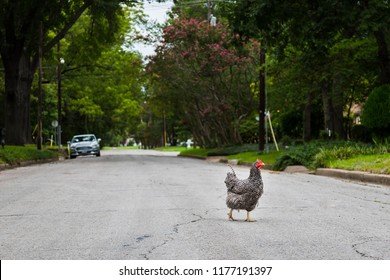 Chicken road online, chicken road casino